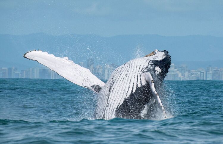 passeio-baleia-porto-seguro (4)