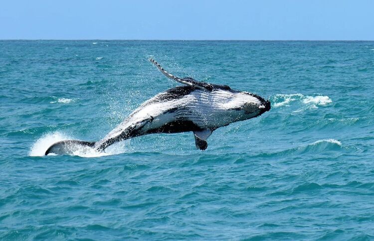 passeio-baleia-porto-seguro (5)
